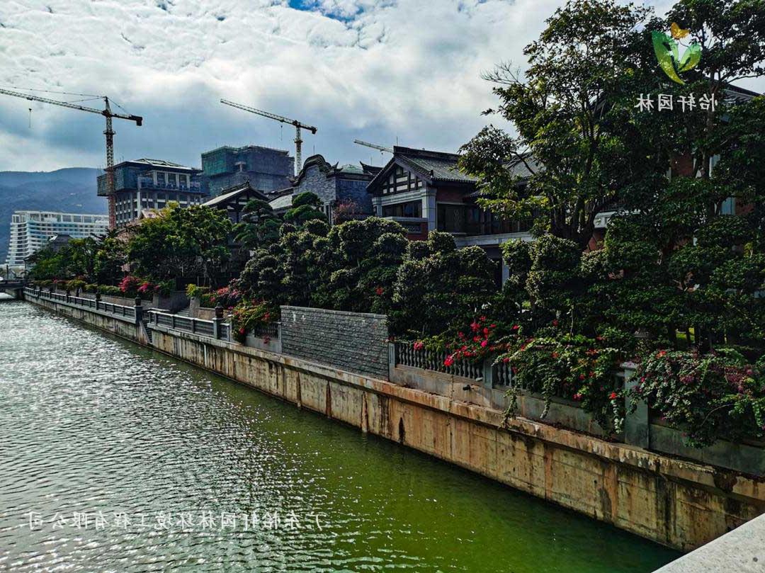 珠海横琴岛香洲埠别墅小区绿化养护